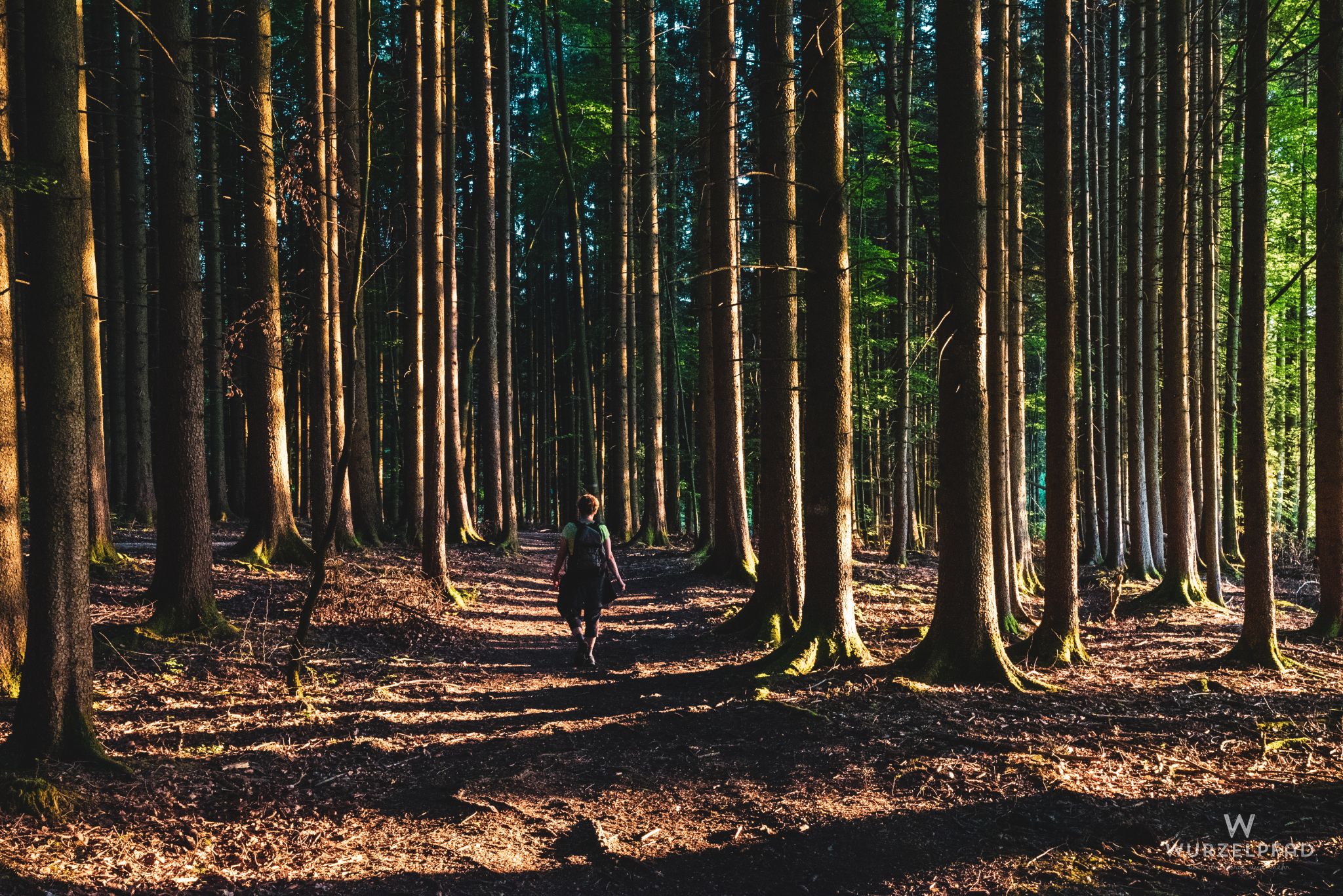Waldweg im sommerlichen Abendlicht